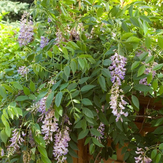 Wisteria macrostachys 'Betty Mathews' - First Editions® Summer Cascade™ Wisteria