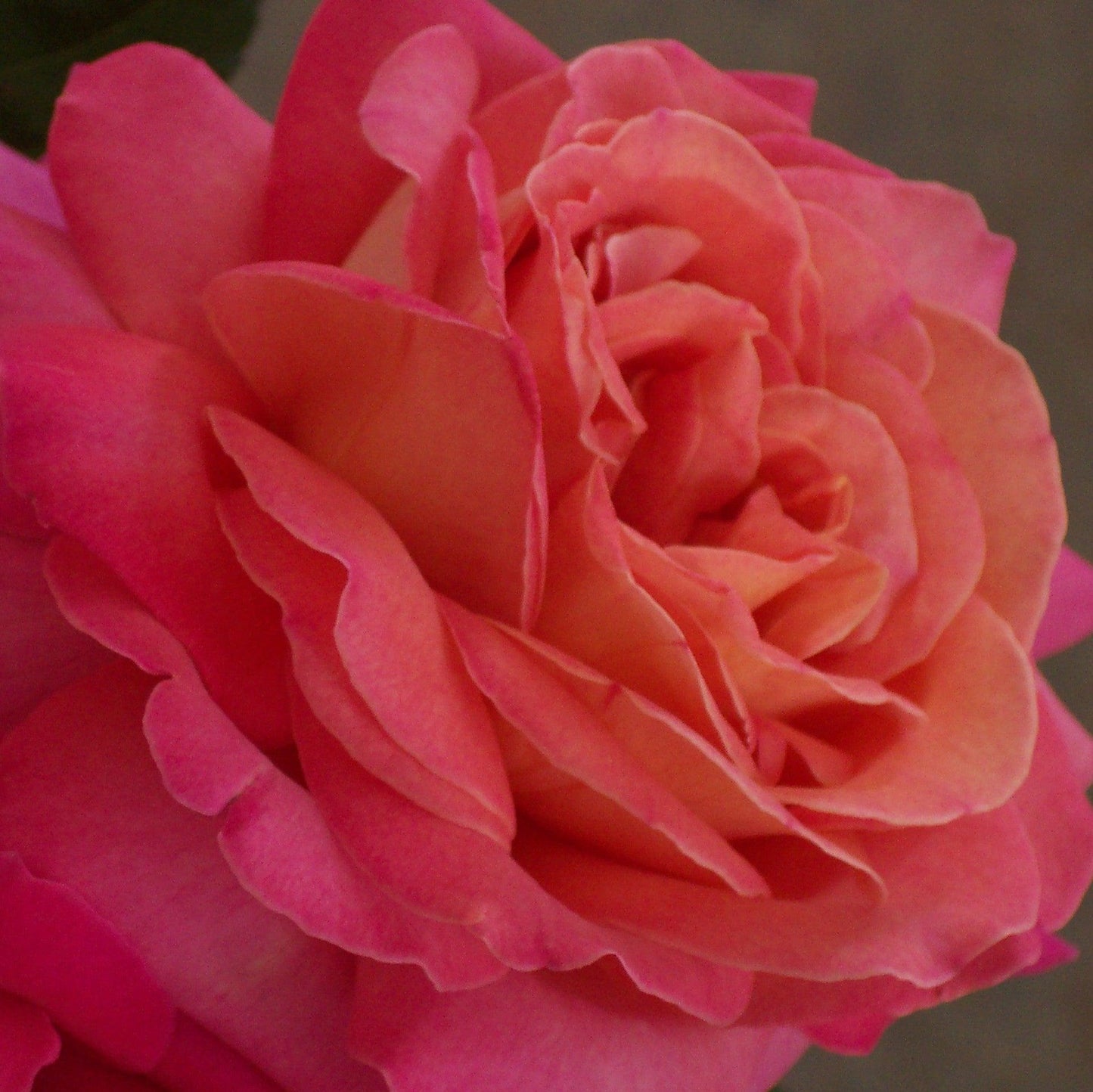 Rosa 'TANorstar' - Tropicana Rose