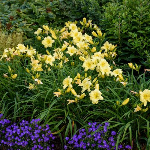 Hemerocallis 'Going Bananas' - Rainbow Rhythm® Going Bananas Daylily