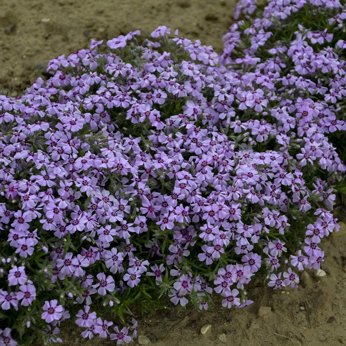 Phlox subulata 'Eye Candy' - Eye Candy Creeping Phlox