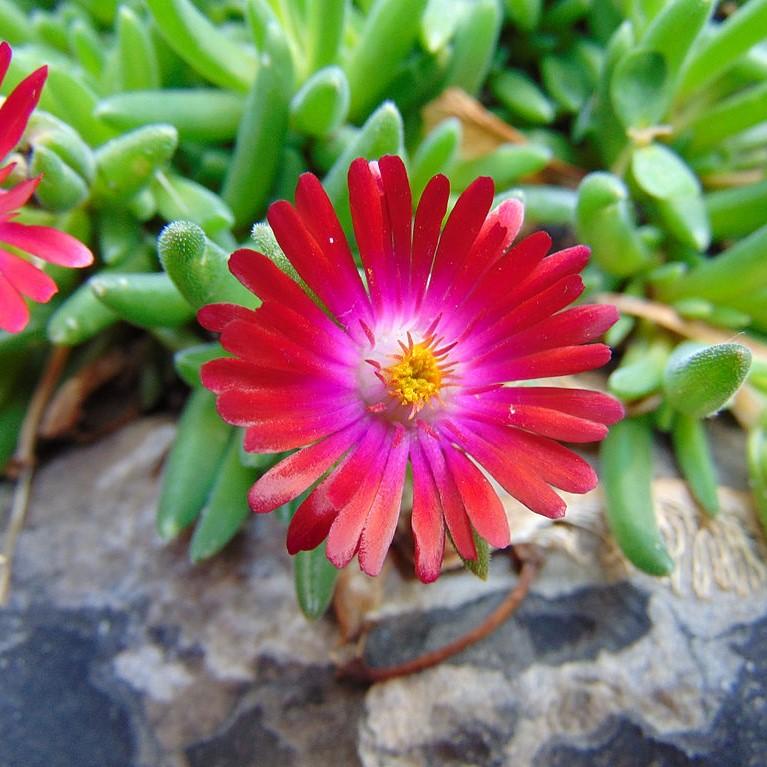 Delosperma cooperi 'Jewel of Desert Garnet' - Jewel of Desert® Garnet Ice Plant