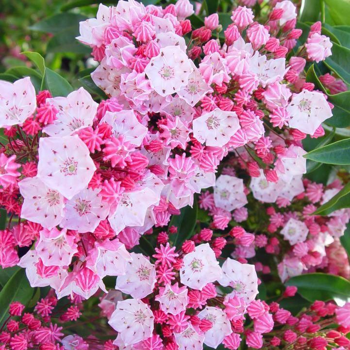 Kalmia latifolia 'Nathan Hale' - Nathan Hale Mountain Laurel