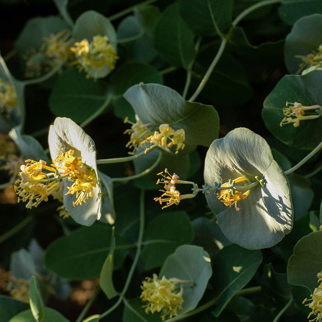 Lonicera reticulata 'P015S' - Kintzley's Ghost® Honeysuckle