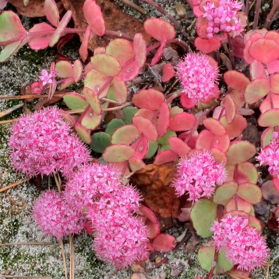 Sedum sieboldii - October Daphne Stonecrop