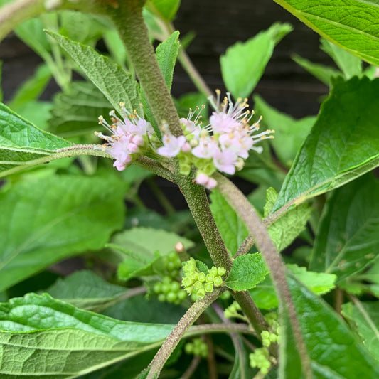 Callicarpa americana - American Beautyberry