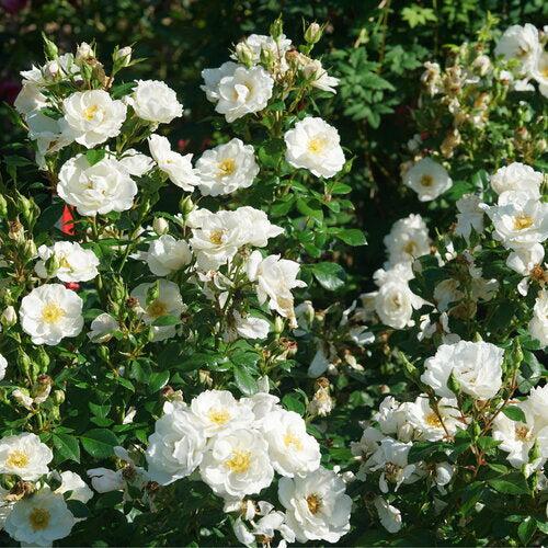 Rosa 'Bozmillwin' PP28197 - PW® Color Choice® Oso Easy Ice Bay® Rose