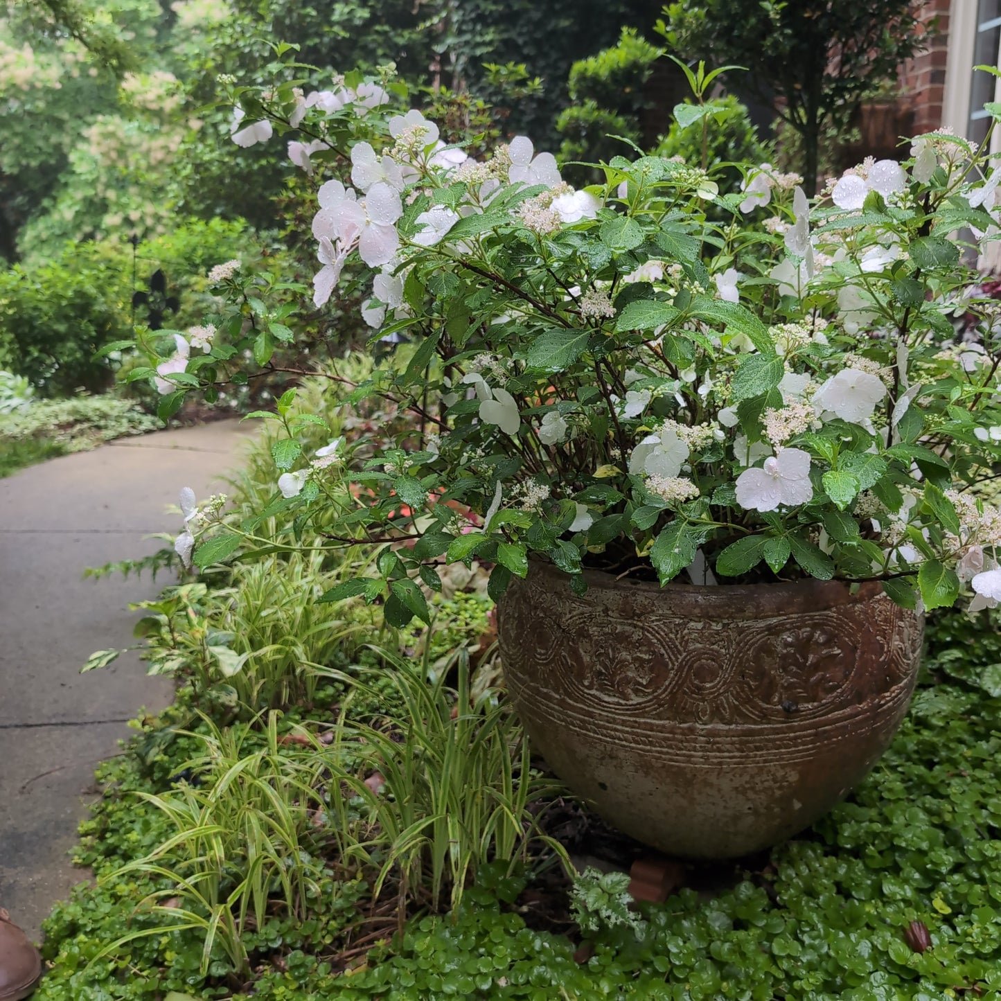 Hydrangea x ‘Fairytrail Bride' - Fairytrail Bride® Cascade Hydrangea