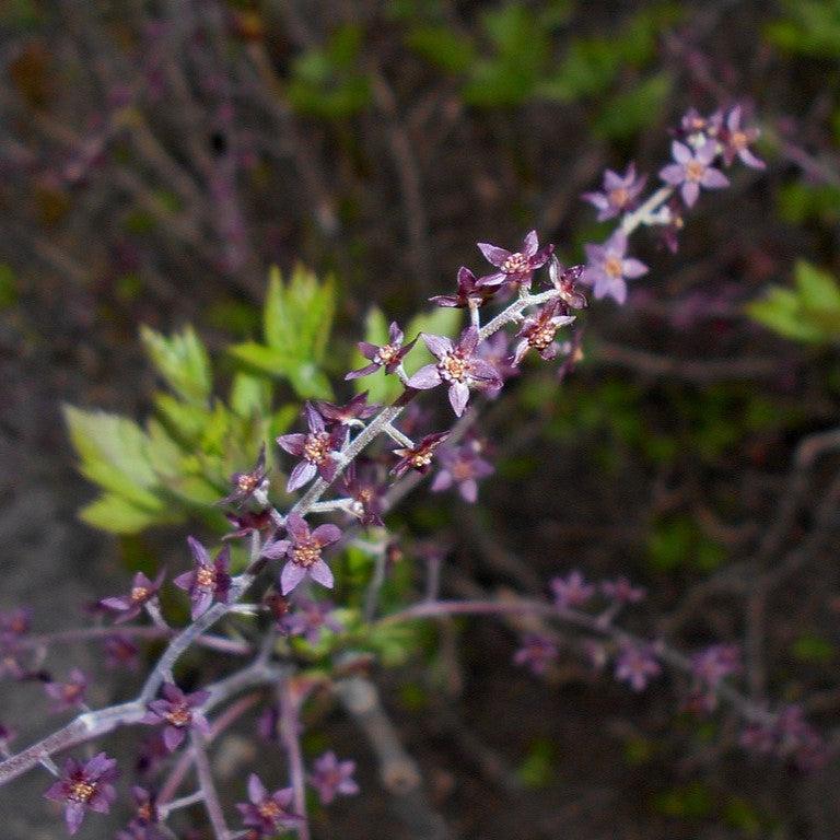 Xanthorhiza simplicissima - Yellowroot