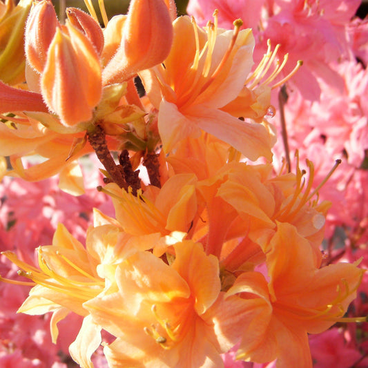 Rhododendron 'Golden Lights' - Golden Lights Azalea