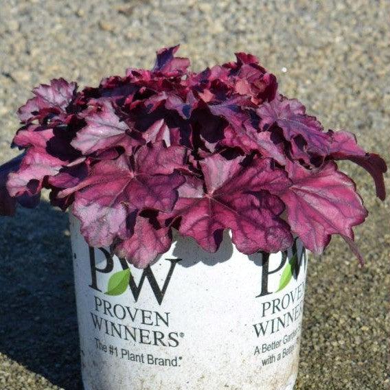 Heuchera 'Wild Rose' - Primo® Wild Rose Heuchera