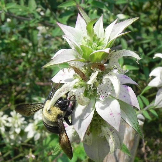 Monarda punctata - Spotted Beebalm