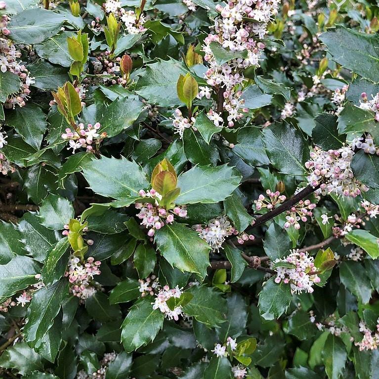 Ilex x meserveae 'Blue Prince' - Blue Prince Holly