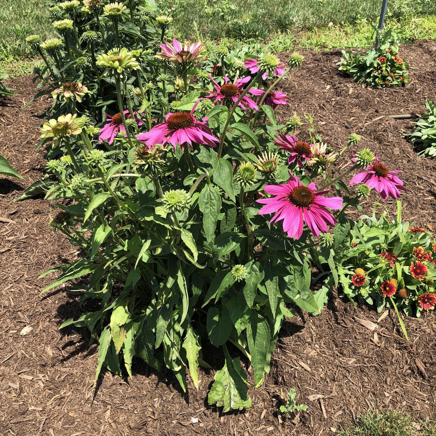 Echinacea purpurea 'Green Twister' - Green Twister Echinacea, Coneflower