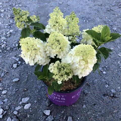 Hydrangea paniculata 'Bailpanone' PP32,549 - First Editions® Little Hottie® Hydrangea