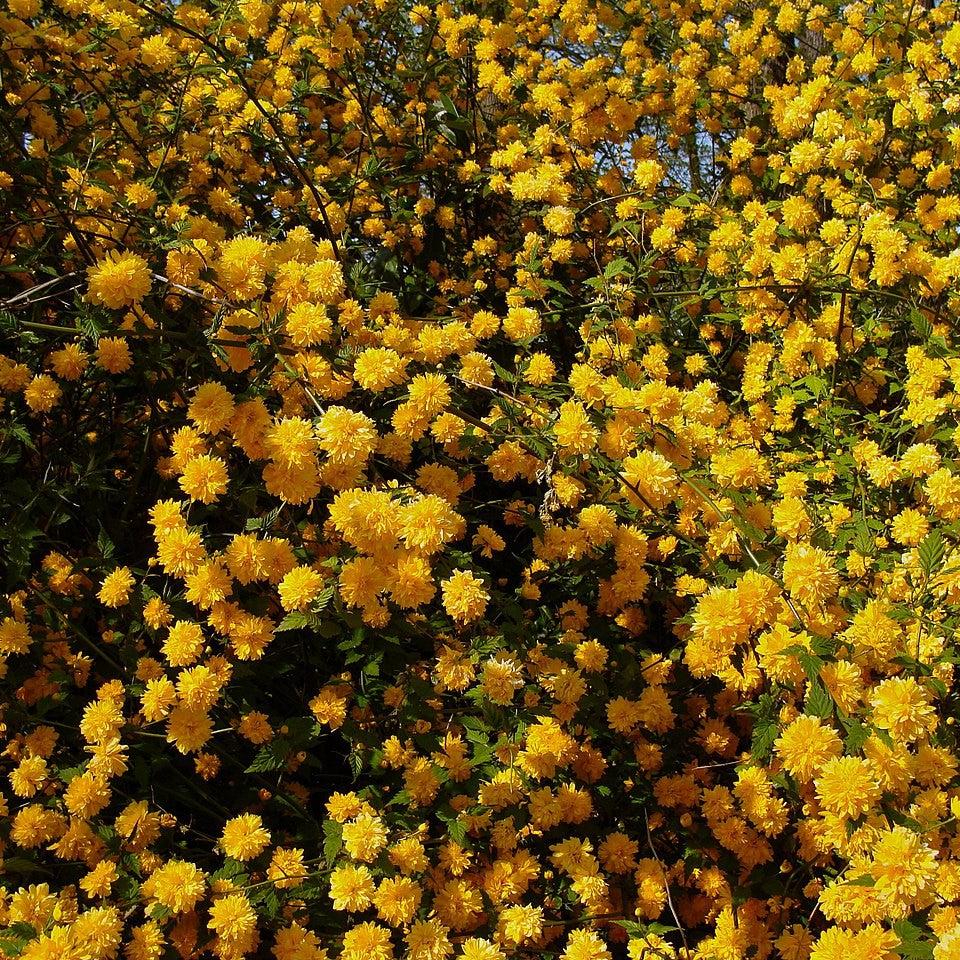 Kerria japonica 'Pleniflora' - Double Japanese Kerria