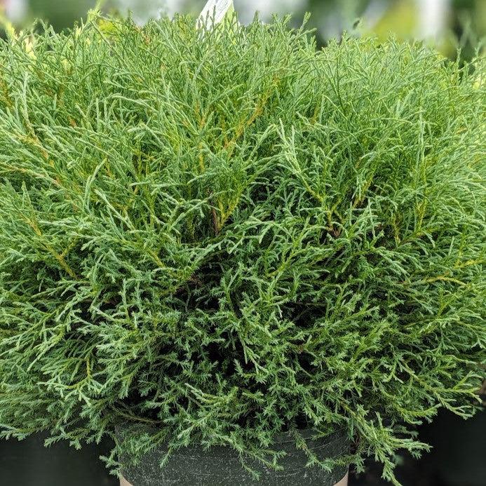 Thuja occidentalis ‘Bobozam' - Mr. Bowling Ball® Arborvitae