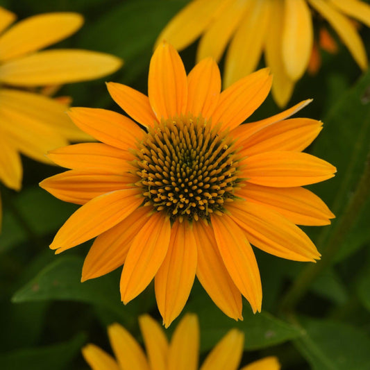 Echinacea 'PAS1303304' - Artisan™ Yellow Ombre Coneflower
