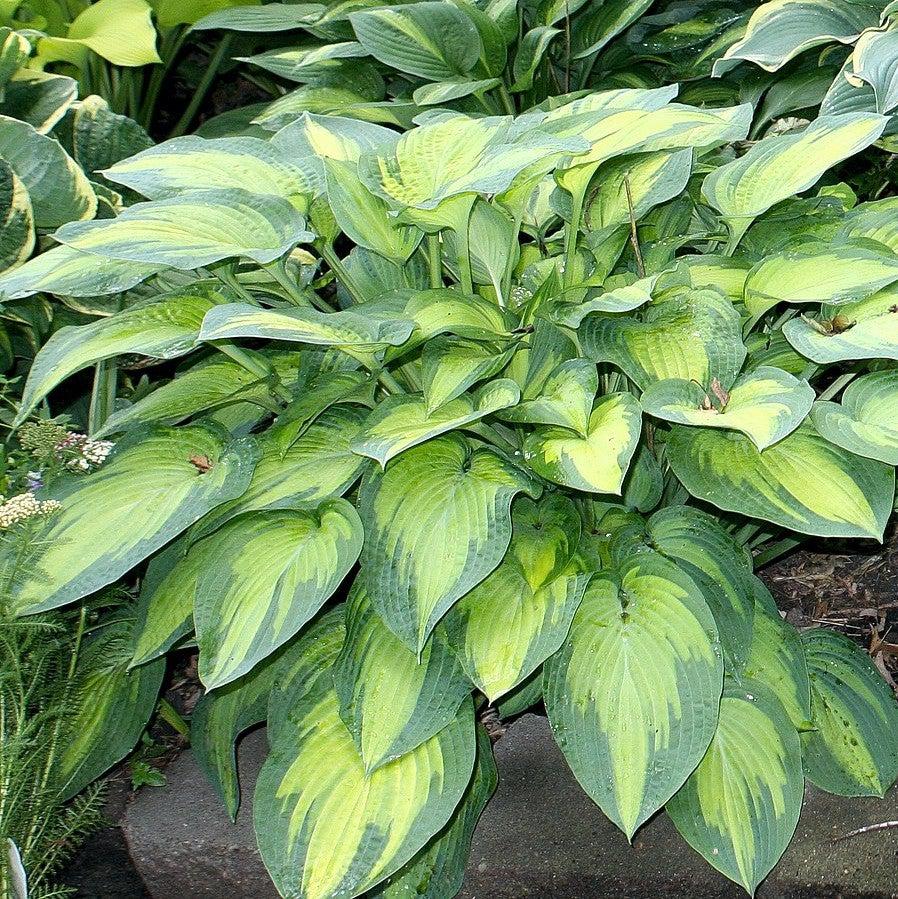 Hosta x 'Paul's Glory' - Paul's Glory Hosta