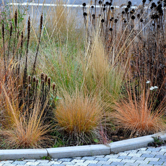 Pennisetum alopecuroides 'JS Jommenik' PP #27,435 - Lumen Gold™ Fountain Grass