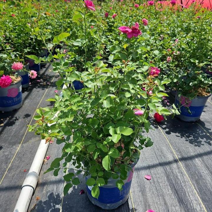 Rosa 'LIMkiss' - True Bloom™ True Gratitude™ Rose