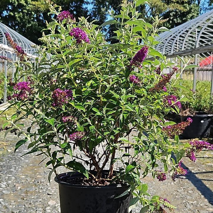 Buddleia 'Dark Dynasty' PP27,834 - MONARCH® Dark Dynasty Butterfly Bush
