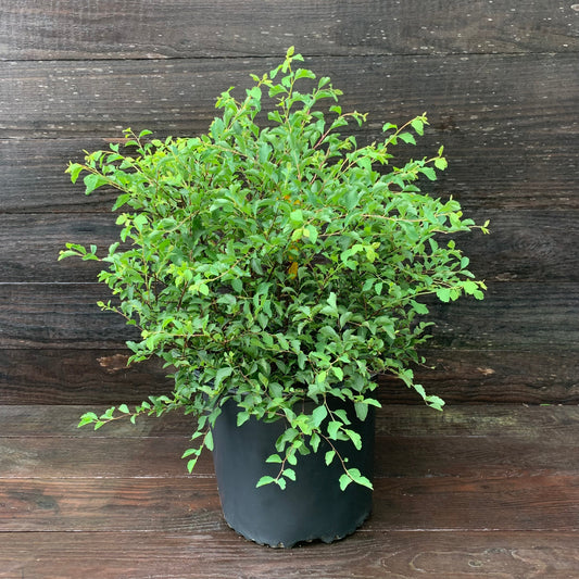 Spiraea x vanhouttei 'Renaissance' - Renaissance Spirea