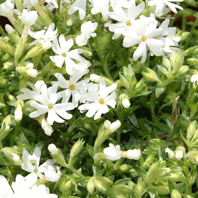 Phlox subulata 'Snowflake' - Snowflake Creeping Phlox