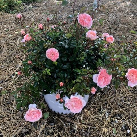 Rosa 'Meimirrot' PP#23,354 - Apricot Drift® Rose