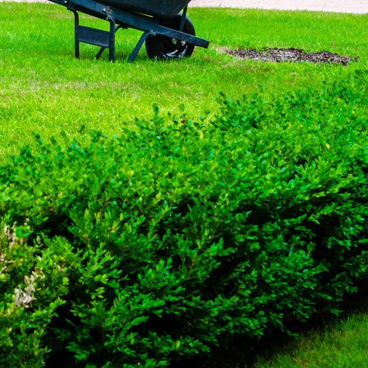 Buxus sinica var. insularis 'Franklin's Gem' - Franklin's Gem Korean Boxwood