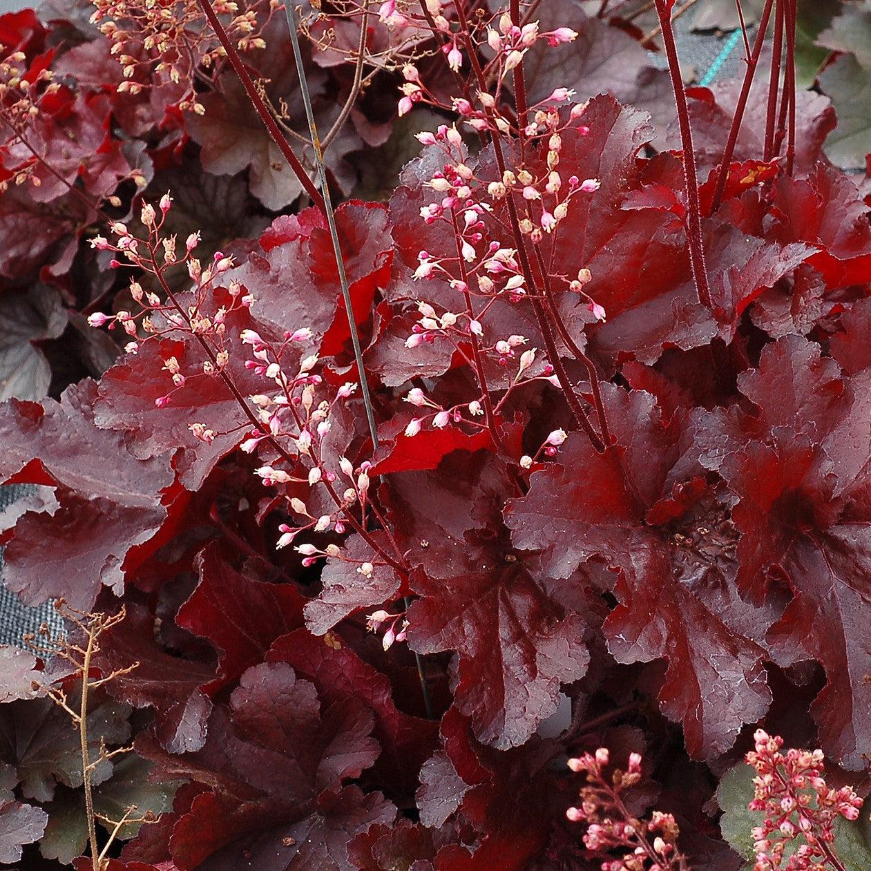 Heuchera x 'TNHEUFR' - Forever® Red Heuchera, Coral Bells