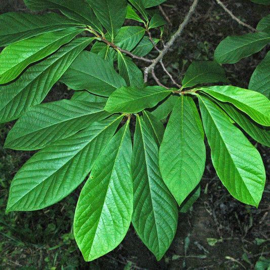 Asimina triloba - Common Pawpaw, Tall Pawpaw