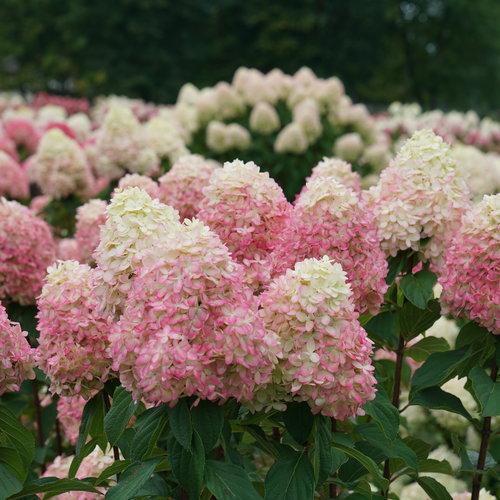 Hydrangea paniculata 'SMNHPPH' - Proven Winners® Limelight Prime® Hydrangea