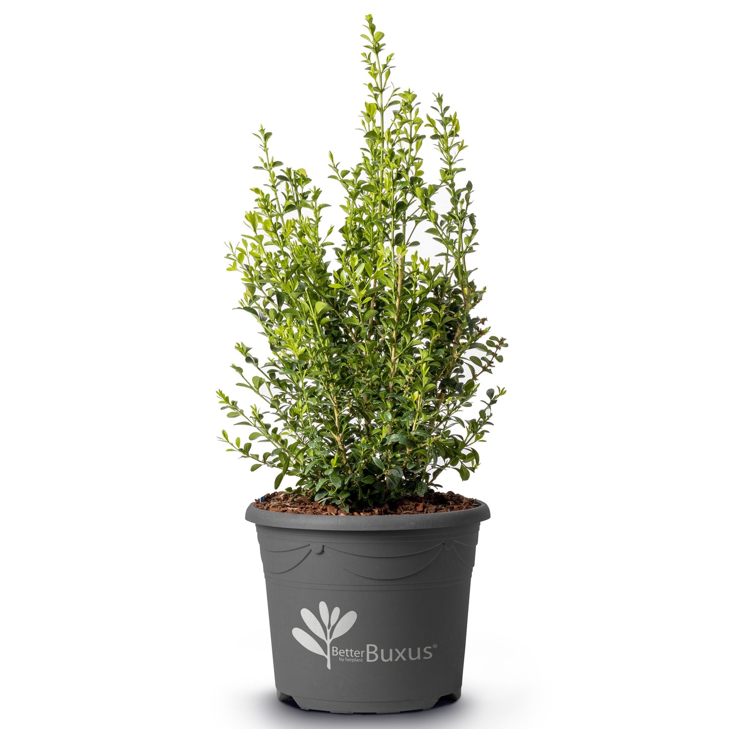 Buxus 'HER2010B02’ PP32,309 - BetterBoxwood® Heritage™ Boxwood