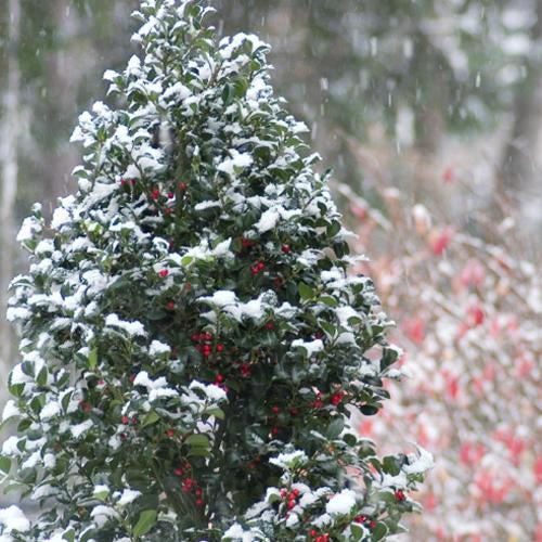 Ilex x meserveae 'Hachfee' - Castle Spire® Blue Holly