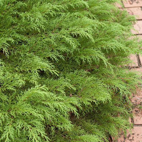 Microbiota decussata 'Prides' - Celtic Pride® Siberian Cypress