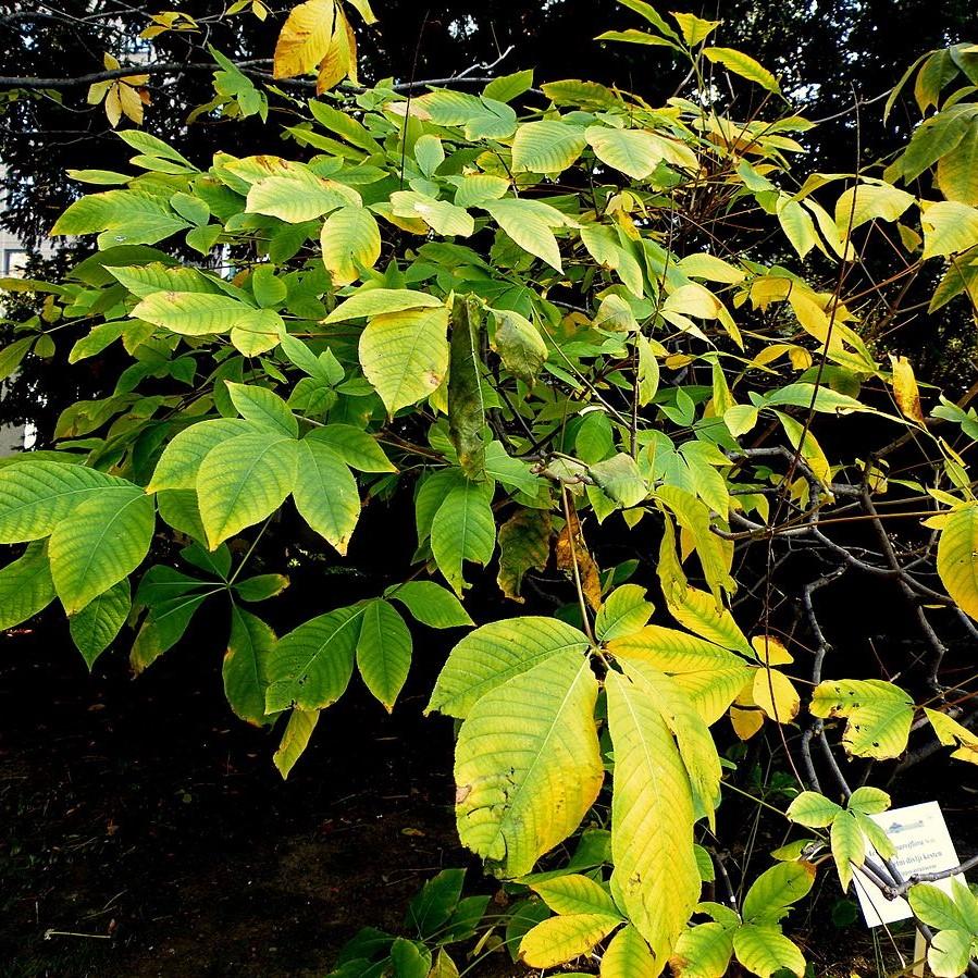 Aesculus parviflora - Buckeye Bottlebrush