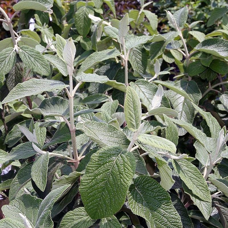Viburnum × rhytidophylloides 'Alleghany' - Alleghany Viburnum