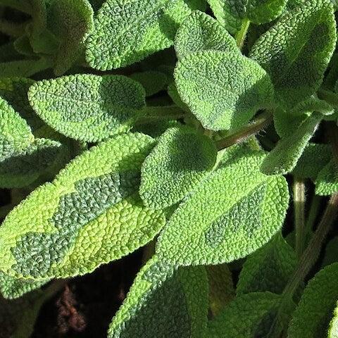 Salvia officinalis 'Icterina' - Icterina Golden Sage