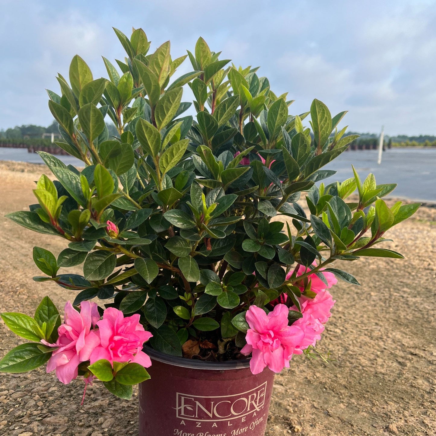 Rhododendron ‘Roblec’ - Encore® Autumn Carnation™ Azalea