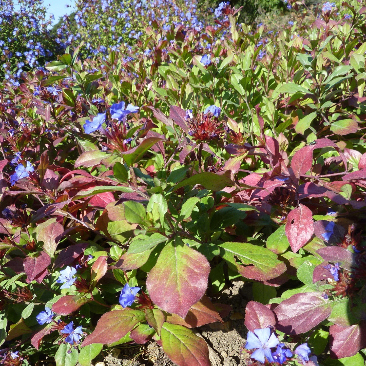 Ceratostigma plumbaginoides - Hardy Plumbago, Leadwort