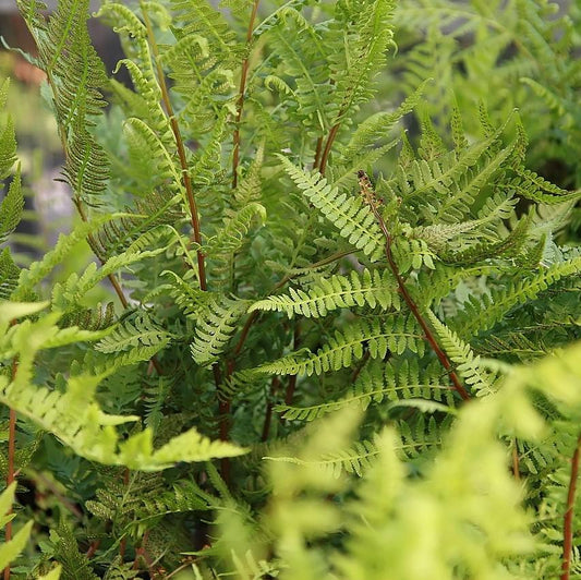 Athyrium filix-femina var. angustum 'Lady in Red' - Lady in Red Fern, Northern Lady Fern
