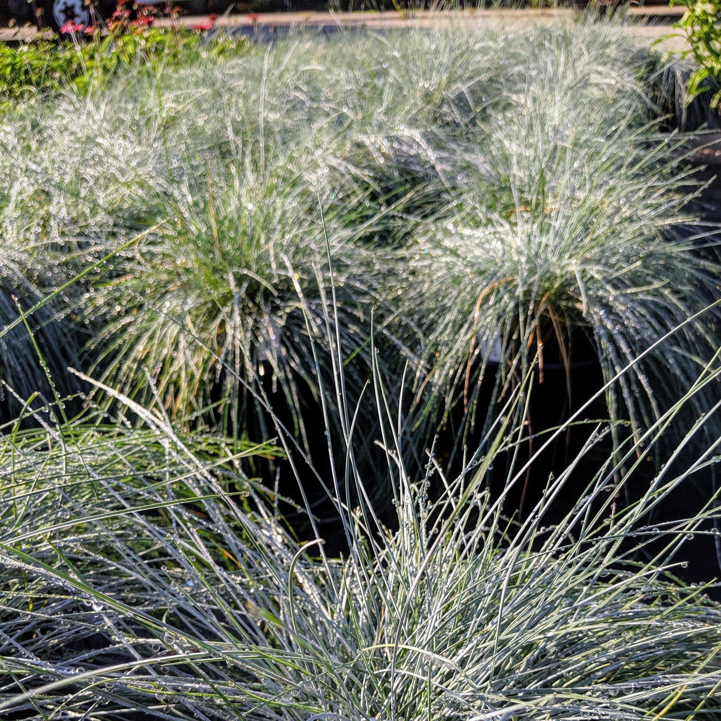 Festuca glauca 'Elijah Blue' - Blue Fescue