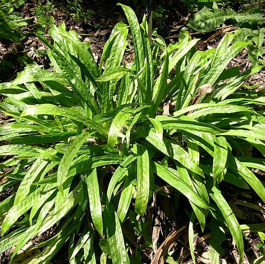 Carex plantaginea - Seersucker Sedge