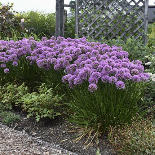 Allium 'Millenium' - Millenium Ornamental Onion