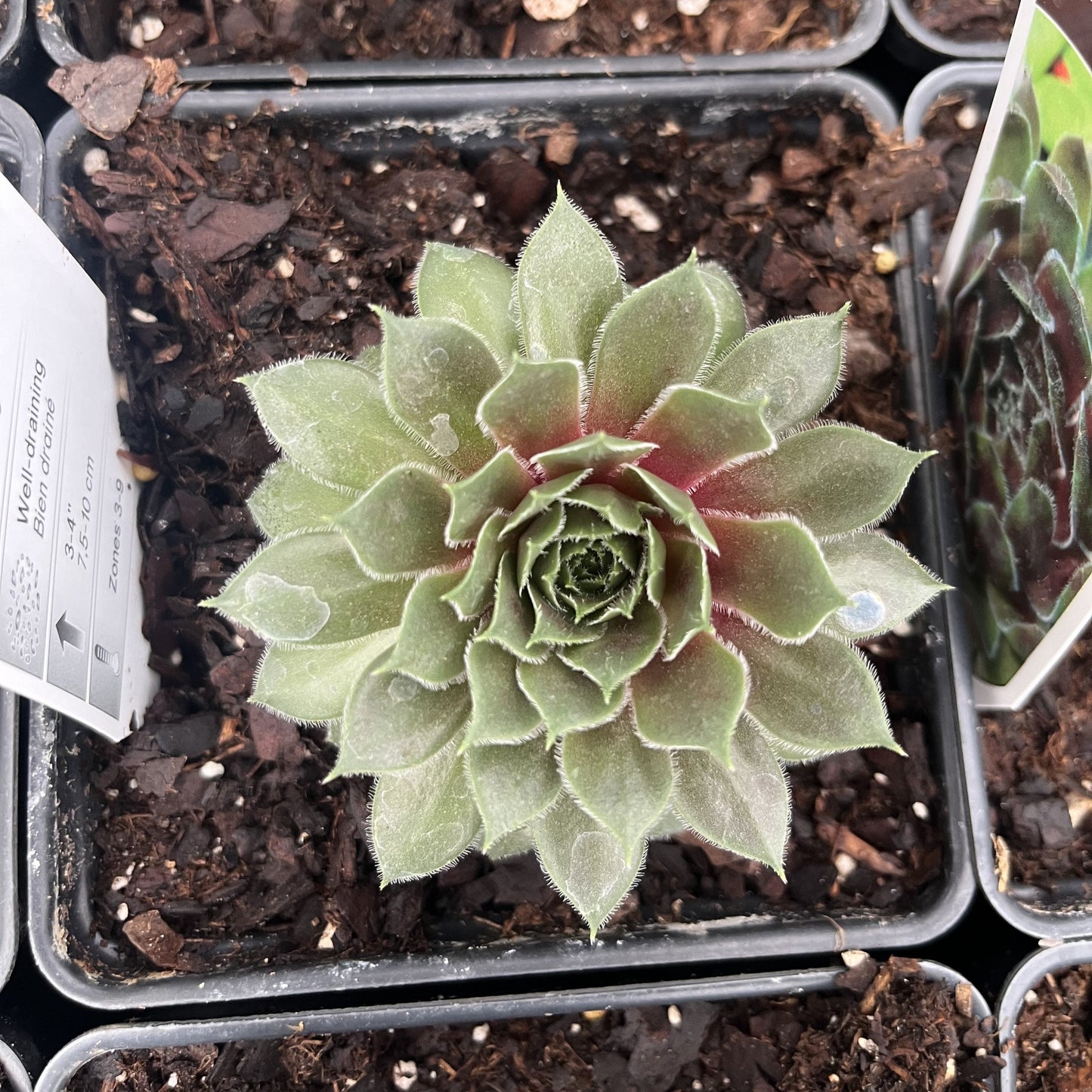 Sempervivum 'Ruby Heart' - Ruby Heart Hens and Chicks