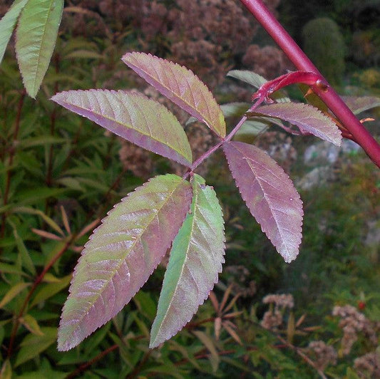 Rosa palustris - Swamp Rose
