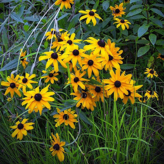 Rudbeckia hirta - Black-Eyed Susan