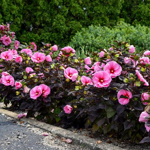 Hibiscus 'Edge of Night' PP34,359 - Summerific® Edge of Night Hibiscus