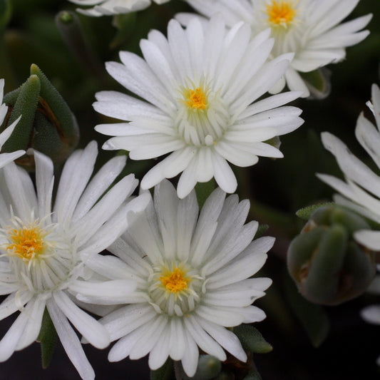 Delosperma cooperi 'Jewel of Desert Moonstone' - Jewel of Desert® Moonstone Ice Plant