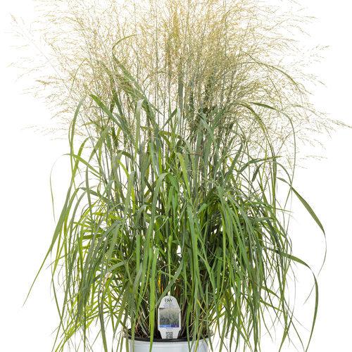 Panicum virgatum 'Niagara Falls' - Prairie Winds® Niagara Falls Switch Grass